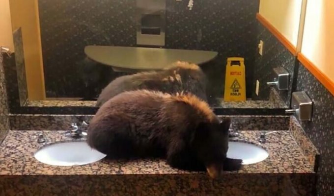 Медвежонок в США пробрался в гостиницу и уснул в раковине (4 фото + 1 видео)