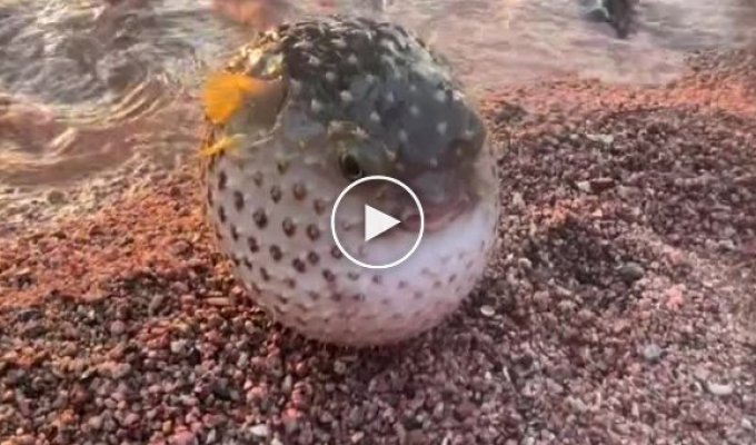 Hedgehog fish washed ashore