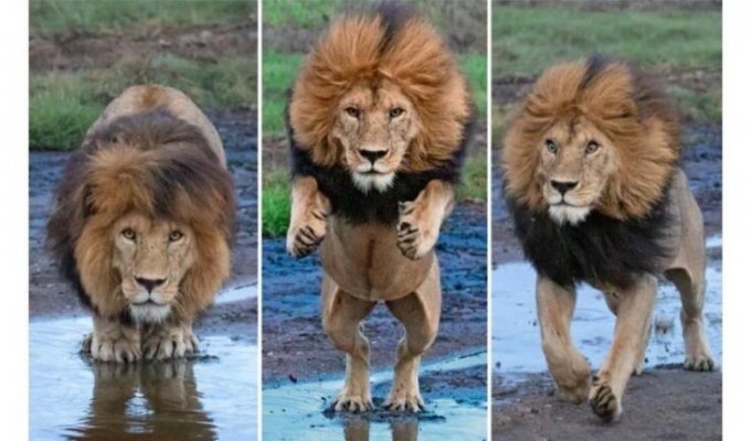 "Как мощны мои лапищи!": прыжок льва через ручей (6 фото)