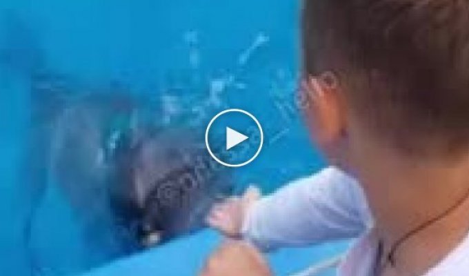 В Одесском дельфинарие Немо, дельфин зацепил ребенка за руку
