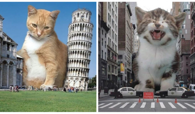 Котзилла существует: гигантские коты заполонили города (13 фото)