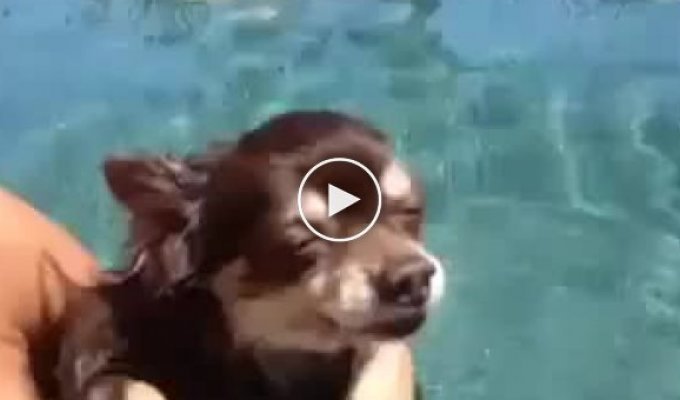 Собака в воде