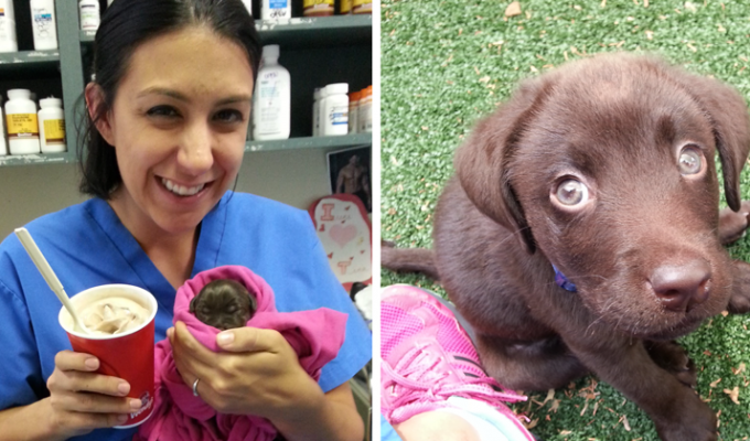 Ветеринарная медсестра спасла жизнь обреченному щенку лабрадора (10 фото)