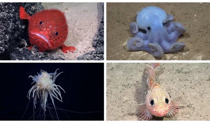 Sea toad, spaghetti monster and ghost octopus: scientists have found new inhabitants of the deep (14 photos + 1 video)