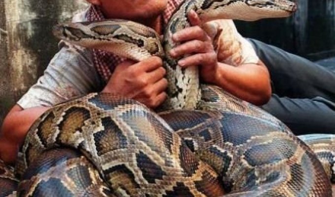 Люди которые любят змей (23 фото)
