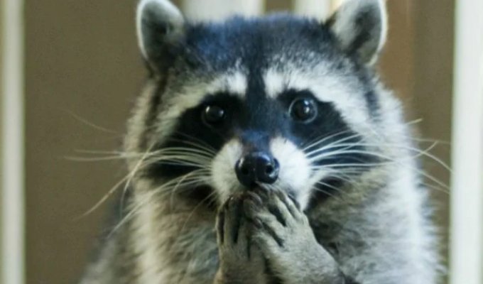 100 Coolest Raccoon Photos of All Time (101 Photos)