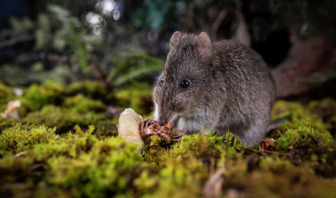 Three-toed Potoroo: a funny little animal that prefers a mushroom diet (8 photos)