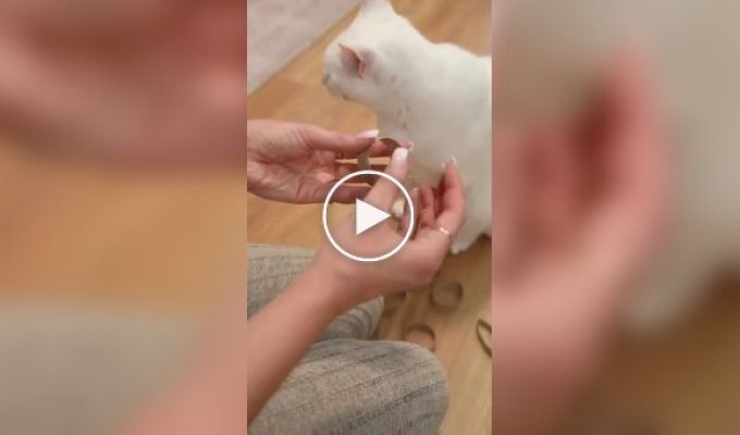 Игрушка для кошки своими руками