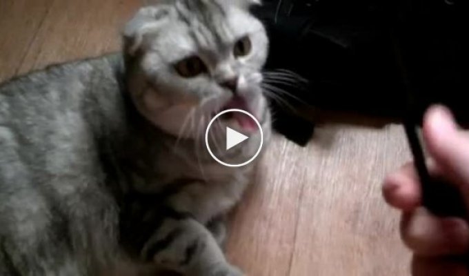 Реакция кота на расческу