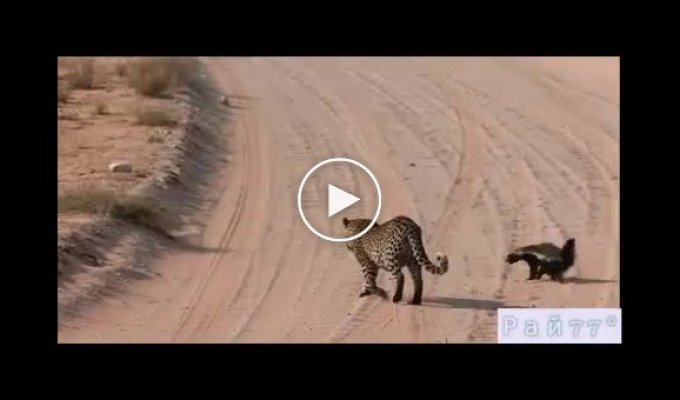 Кульгавий борсук-медоїд дав відсіч леопарду на очах у туриста в ПАР