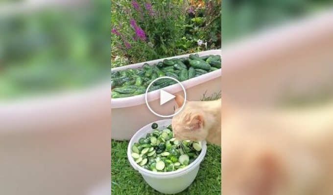 The main fan of cucumber butts