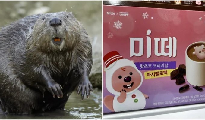 In Korea, they released a marshmallow in the shape of a beaver, but something went wrong (5 photos)