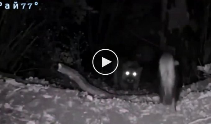 A brave skunk chased away a cougar and activated a video camera recording in a nature reserve.