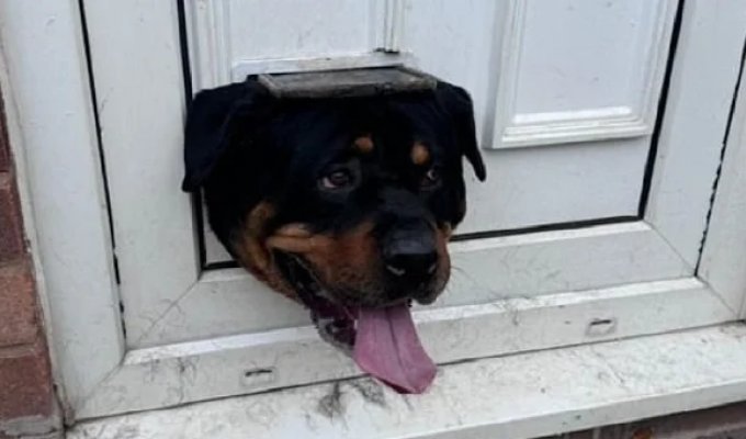 A Rottweiler tried to impersonate a cat, but got stuck in a door hatch (5 photos + 1 video)