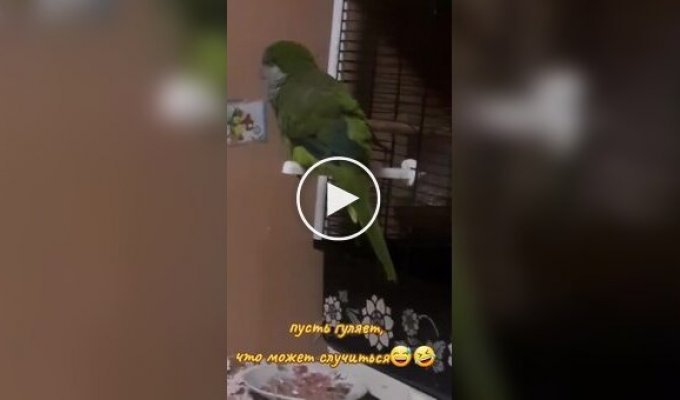 Попугай погулял с курами