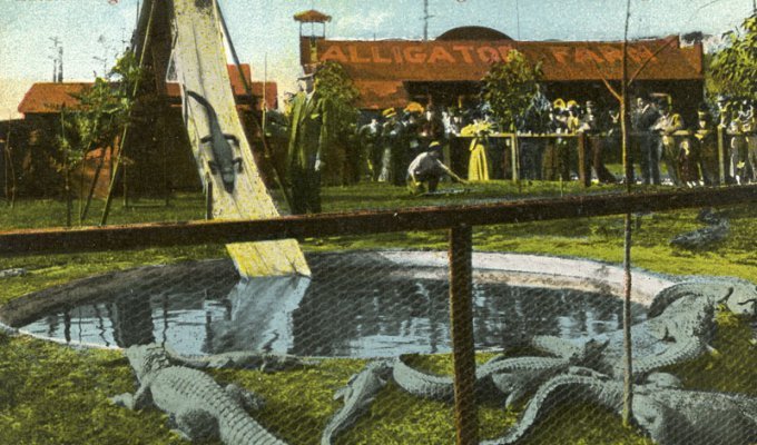 Развлечение прошлого века: ферма с аллигаторами (12 фото)