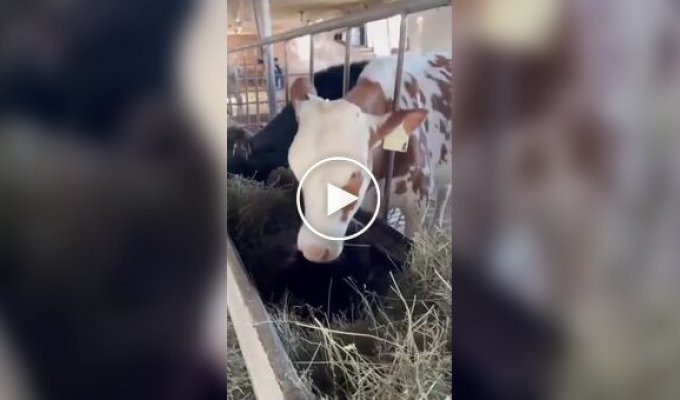Официант, в моей тарелке кот!