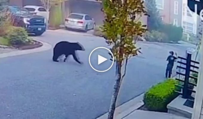 The bear ran after the child, but a passerby saved him: dramatic footage