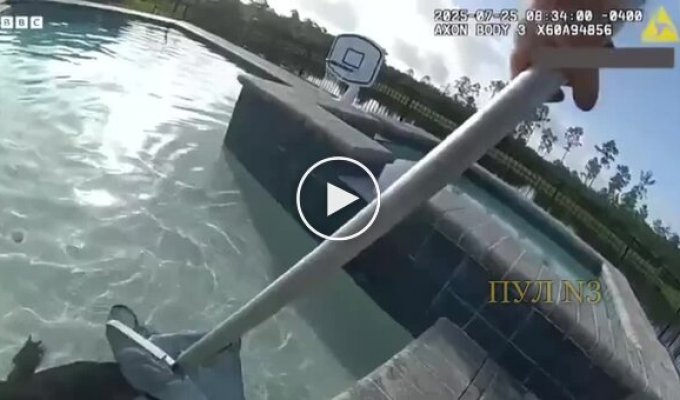 Полицейский поймал аллигатора голыми руками