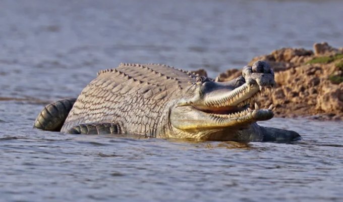 Gharial: Why does the river monster have a creepy growth on its face? (10 photos)