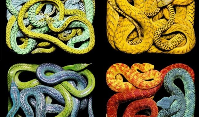 Змеи, фотографии Гвидо Мокафико (15 фото)