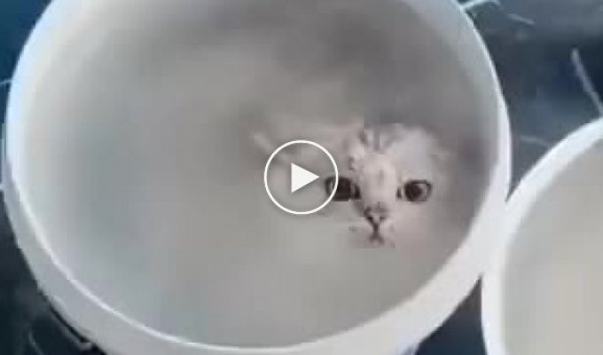 Домашний морской котик