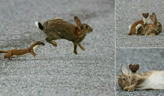 Кровожерливий горностай завалив кролика, більшого за нього в чотири рази (7 фото)