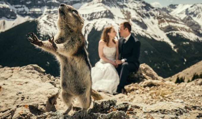 Funny animals that outshone the newlyweds at the wedding (25 photos)
