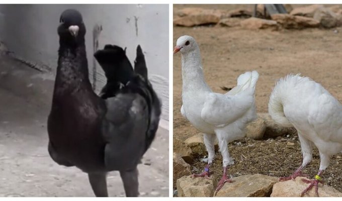 Weight at the expense of functionality: why were chicken pigeons brought out? (6 photos)