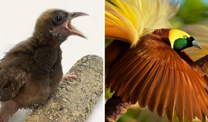 Bright and unusual transformations of chicks into adult birds (16 photos)