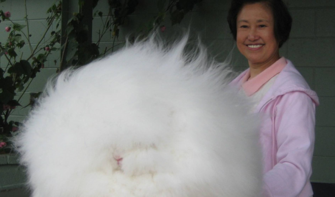 Ангорский кролик: Как живётся породе, которая больше похожа на облако, чем на животное? (5 фото)