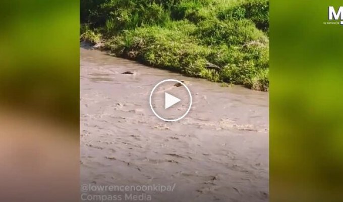 A lion almost became lunch: a crocodile attacked A predator right in the river