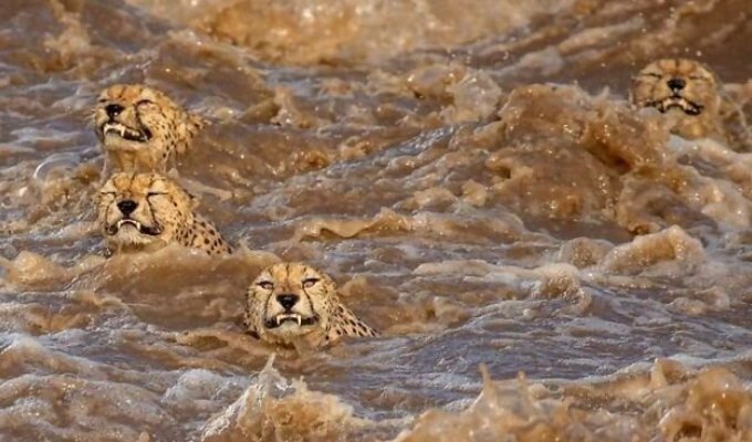 Гепарды пересекают кишащую крокодилами реку (17 фото)