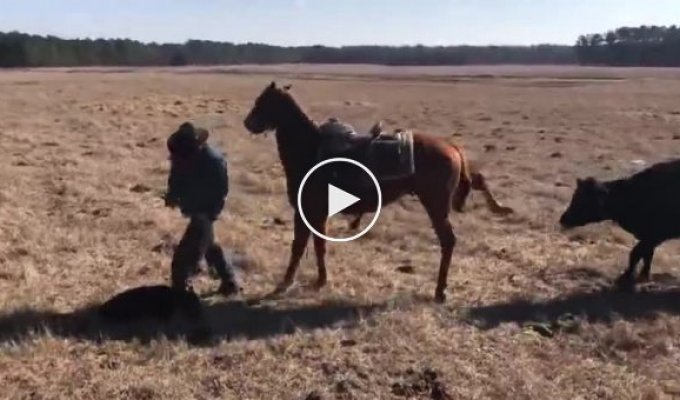 Лошадь специально обучена удерживать корову, пока владелец ранчо помечает теленка