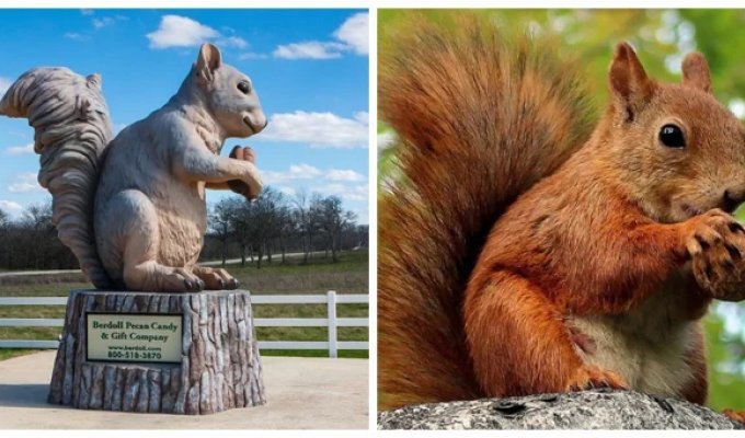 Miss Pearl: The Big Squirrel's Little Secret (7 photos + 1 video)