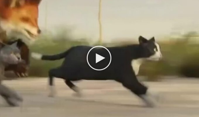 Running speed of different animals