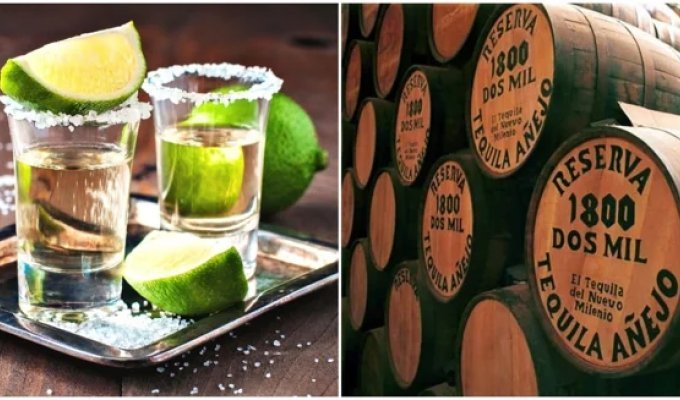 Mexico has accumulated unprecedented reserves of tequila, which have nowhere to put (3 photos)