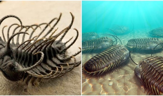 Scientists have found trilobites that could reveal the history of the ancient world (6 photos)