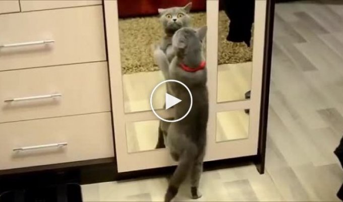 Забавный кот танцует ламбаду перед зеркалом