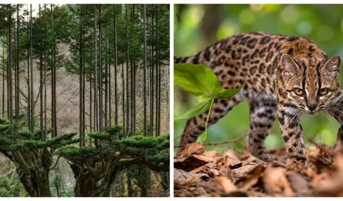 10 фактов, после которых вы посмотрите на мир другими глазами (11 фото)