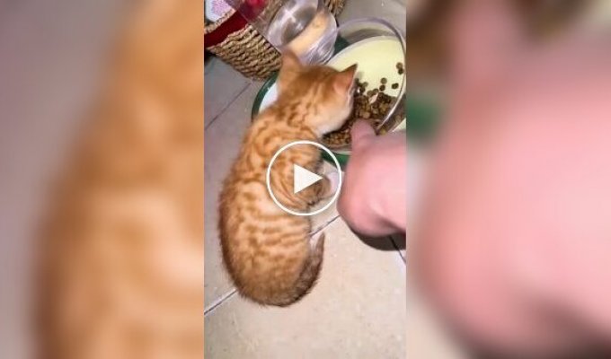 Котенок не хочет делиться кормом