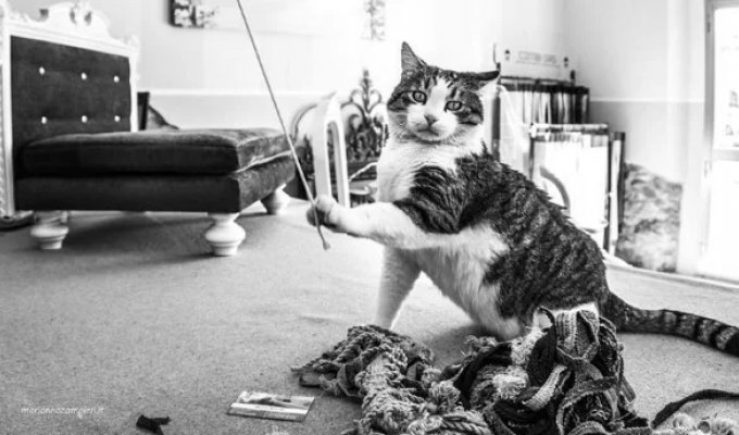 Italian Cats Who Make Themselves Right at Home at Work (33 Photos)