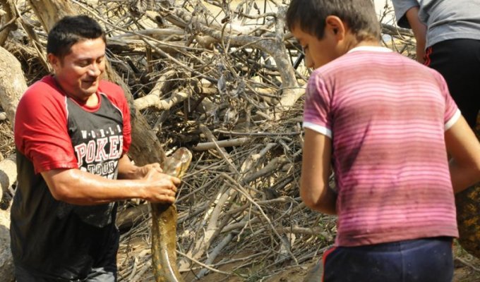 Спасение пятиметровой анаконды, прятавшейся за домиков туристов-пенсионеров (9 фото)
