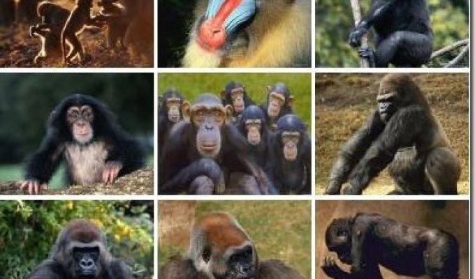 10 самых умных животных (30 фото)