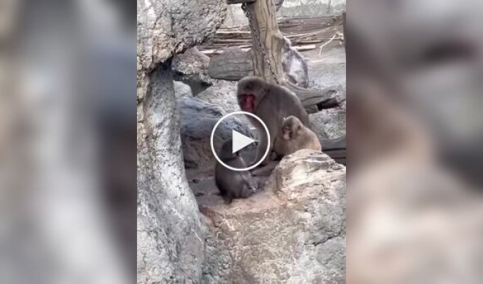 Обезьянка Панч учится отстаивать свои границы