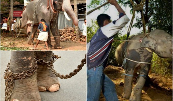 Издевательства над слонами в Индии (11 фото)