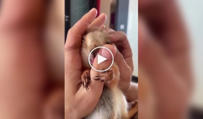 A squirrel licks with pleasure