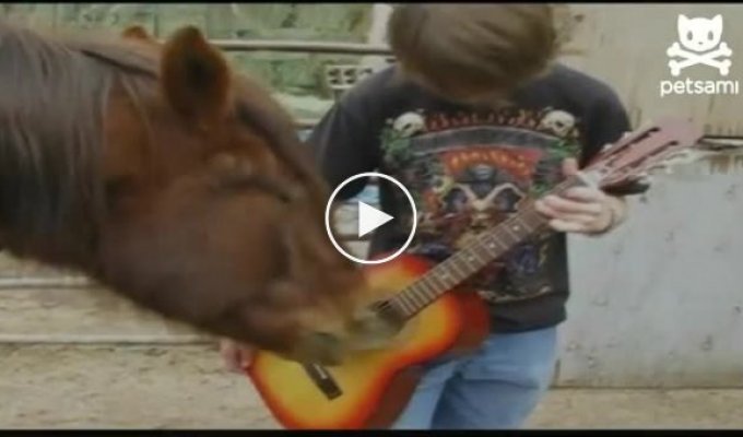 Лошадь играет на гитаре
