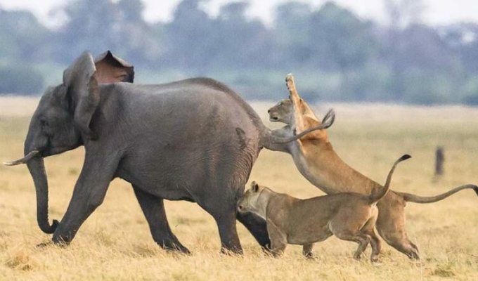 Стадо слонов смогло защитить своего юного сородича от группы голодных львов (12 фото)