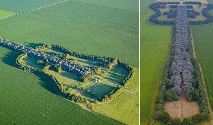 Argentinian farmer grew a "guitar" from 7,000 trees (2 photos + 1 video)